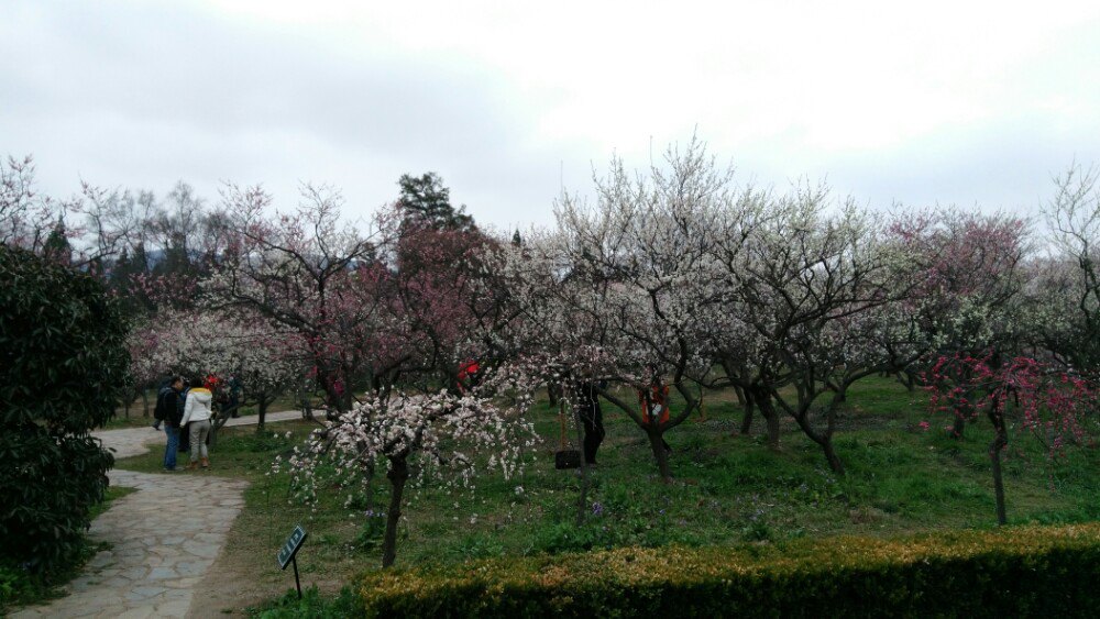 梅花山