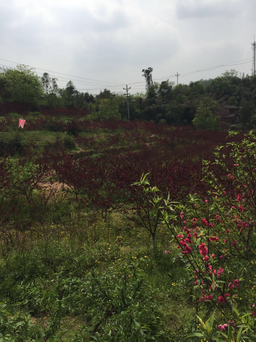 【携程攻略】重庆白市驿登山步道好玩吗,重庆白市驿登山步道景点怎麼