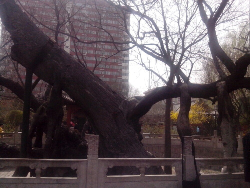 【携程攻略】太原唐槐公园景点,紧领建南汽车站,免费的公园,里面有