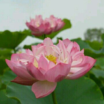 四川省 泸州市 泸县 百花洲