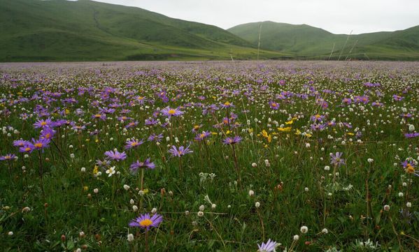 红原俄木塘花海最佳旅游时间