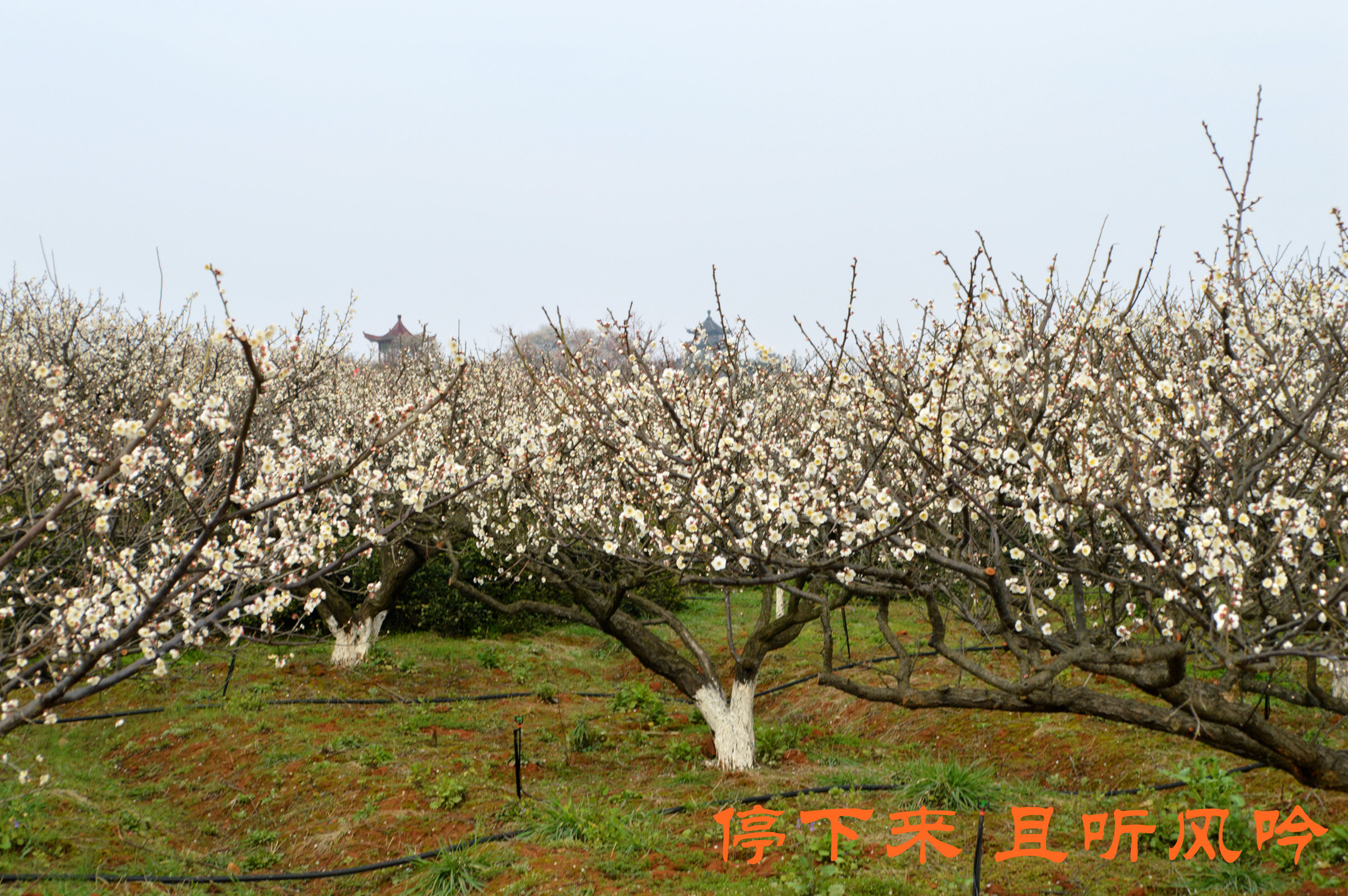 加游站#溧水梅花节—傅家边