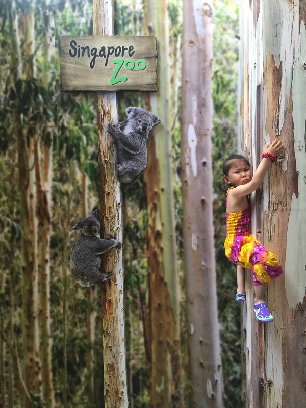 附图:某娃学考拉在爬树