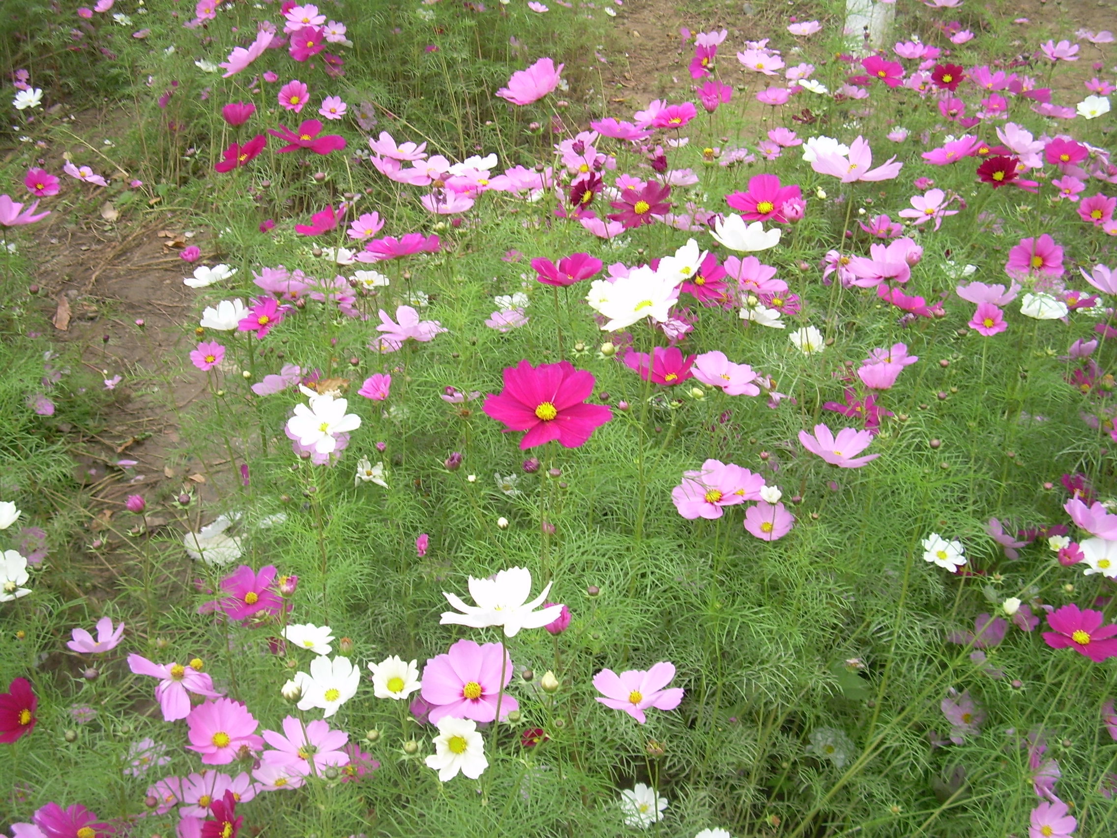 美丽的格桑花