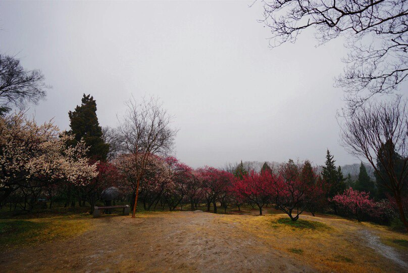 【携程攻略】南京梅花山适合单独旅行旅游吗,梅花山