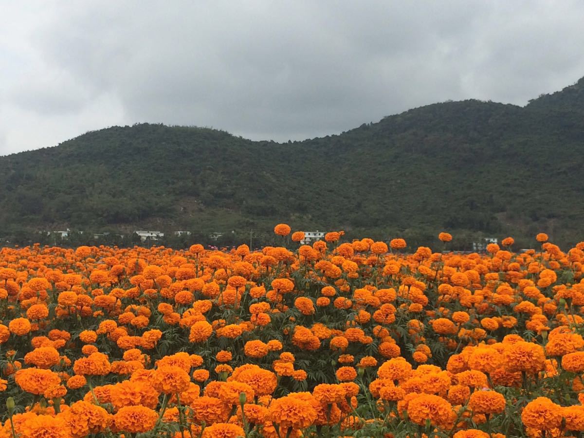 凤凰花海