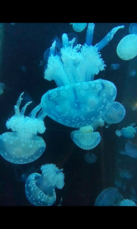 堵车,排队),进去看了跳水,海狮海豚表演,还有海里各种各样的鱼,水母