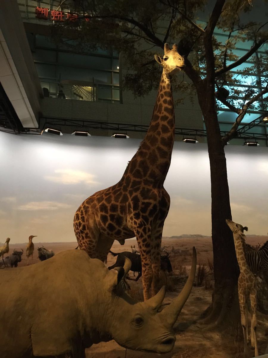 上海星期八小镇_上海晚上哪里好玩_上海晚上