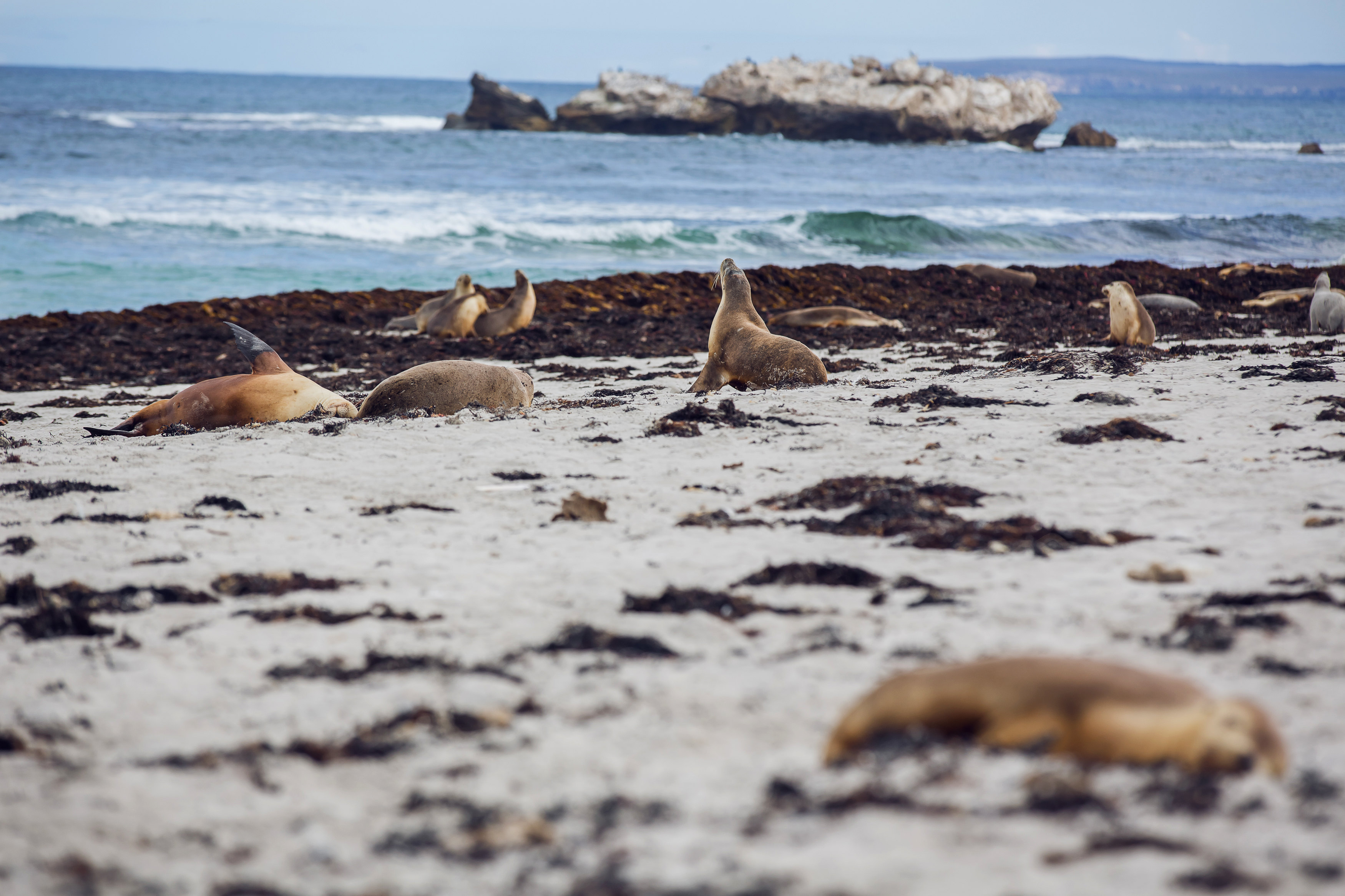 南澳大利亚州 携程网