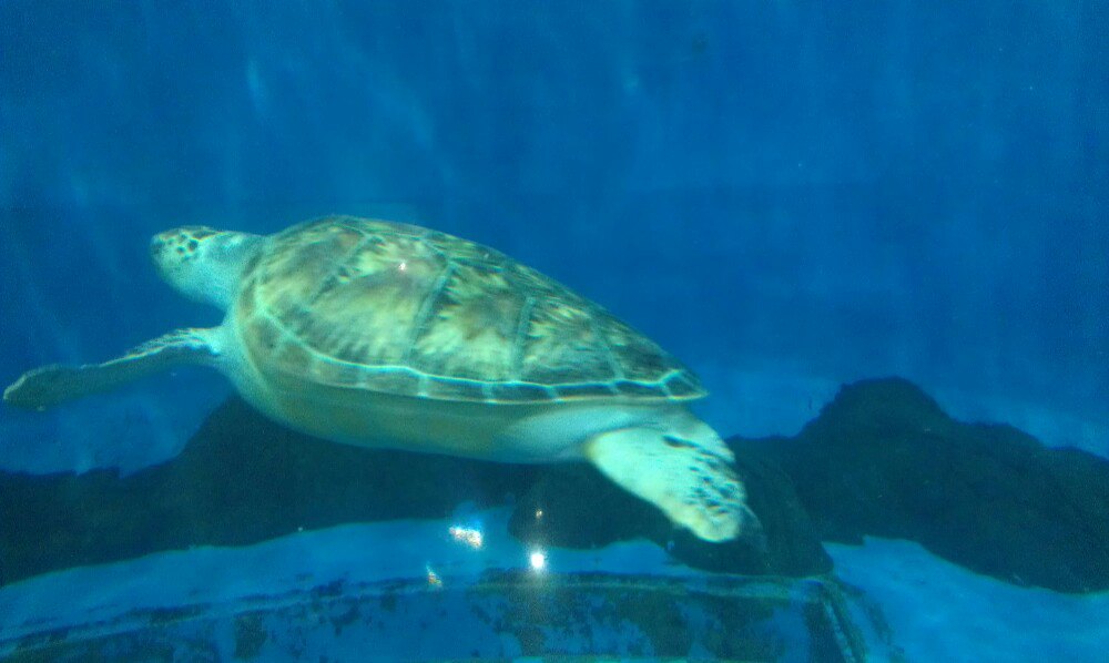 壁纸 动物 龟 海底 海底世界 海洋馆 水族馆 1000_598图片