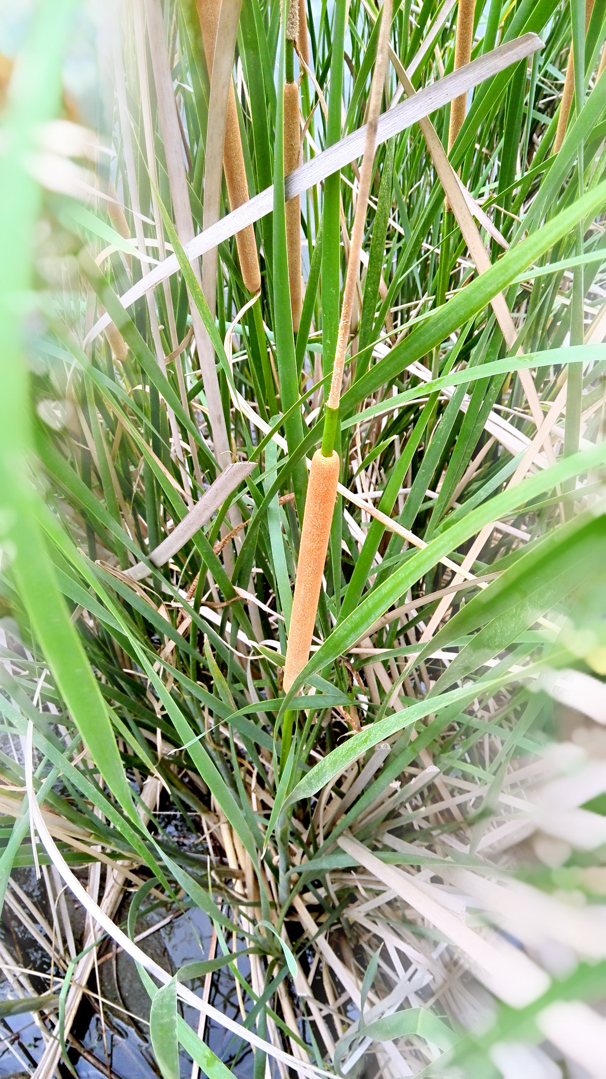              一种酷似热狗的芦草