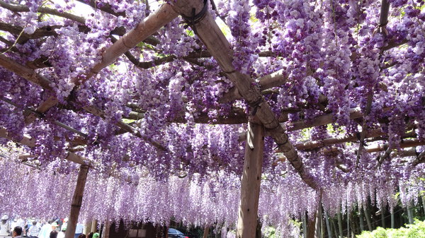 5月,世界十大绝景之一的河内藤园--日本紫藤花隧道,简直太美腻!