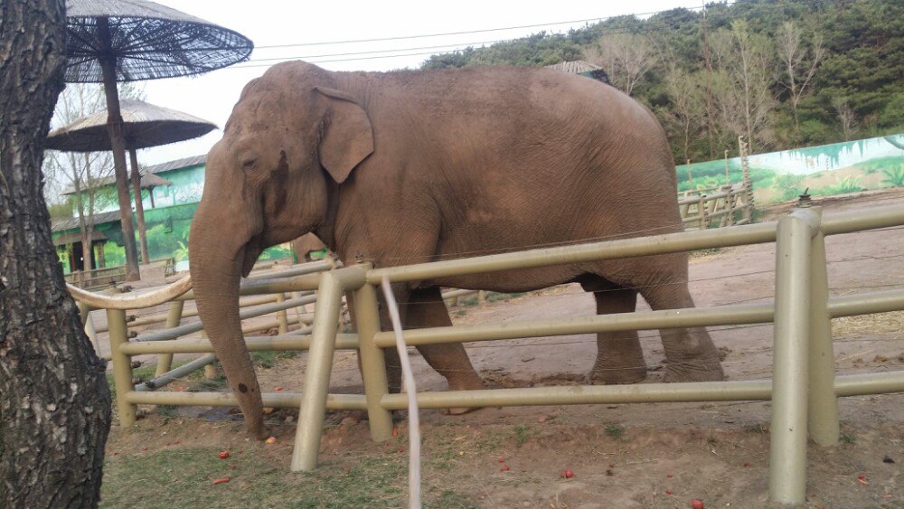 沈阳森林野生动物园