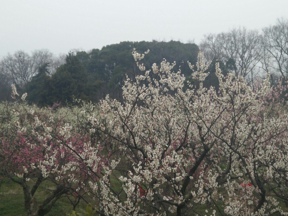 梅花山