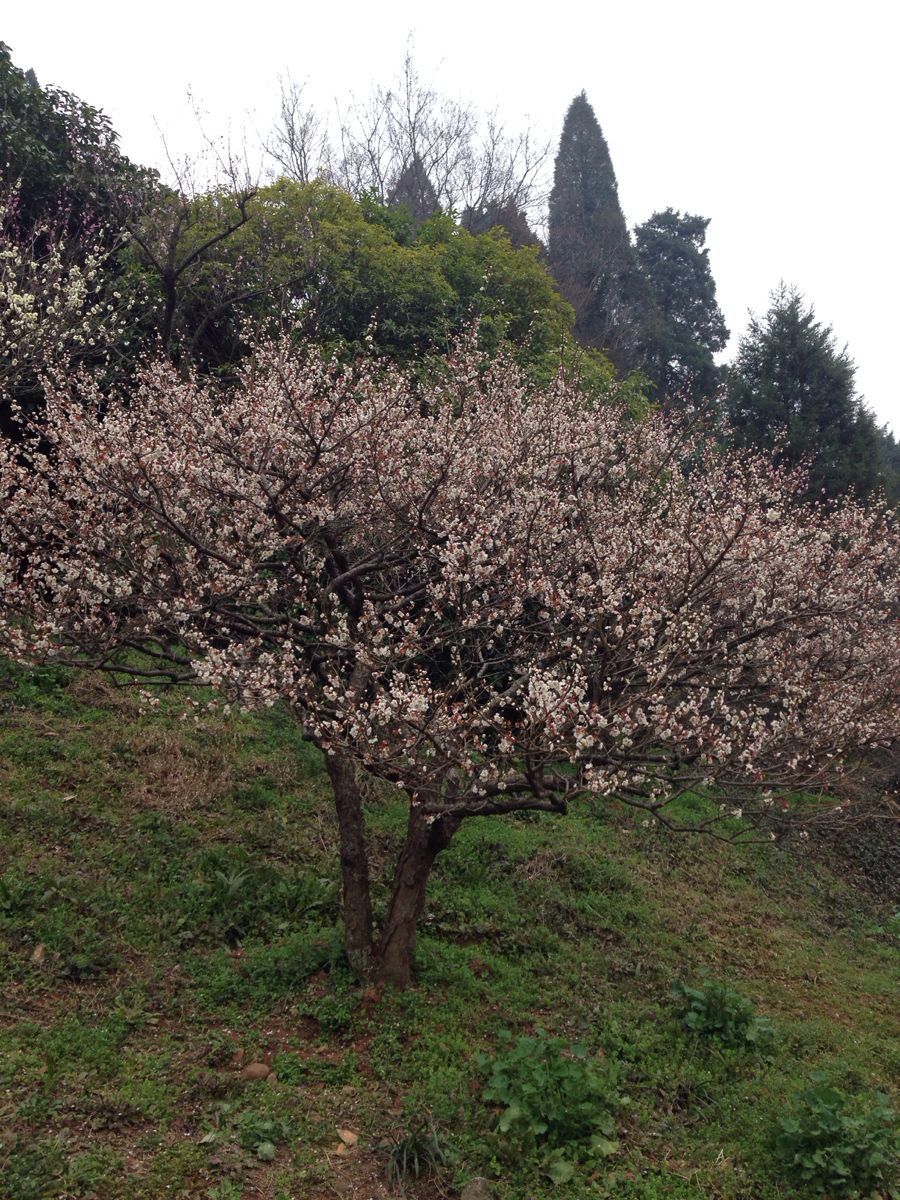 梅花山旅游景点攻略图