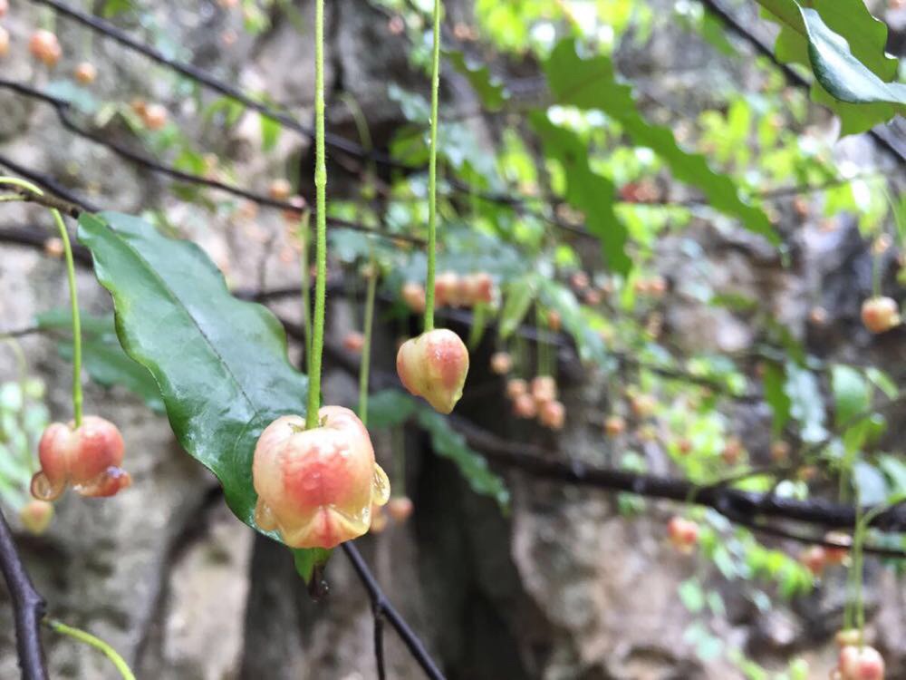  天星桥千年老藤下的未知名的果实