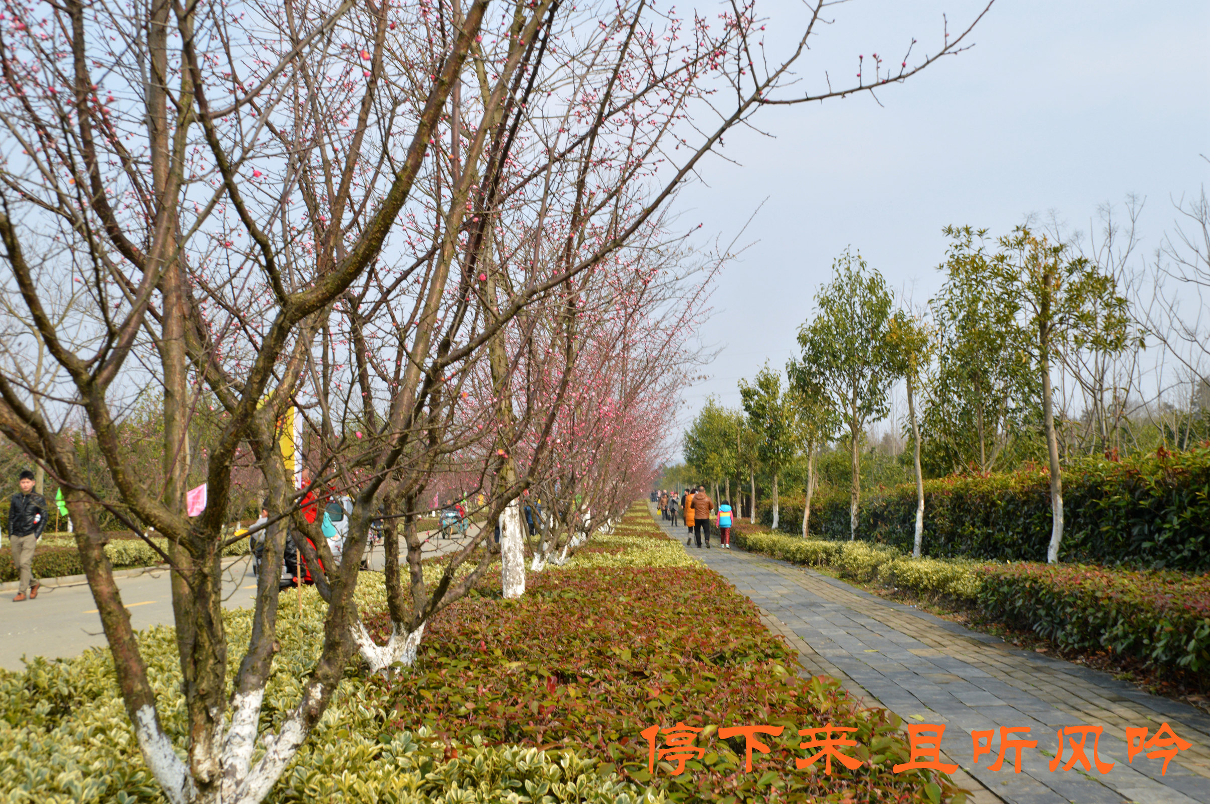加游站#溧水梅花节——傅家边
