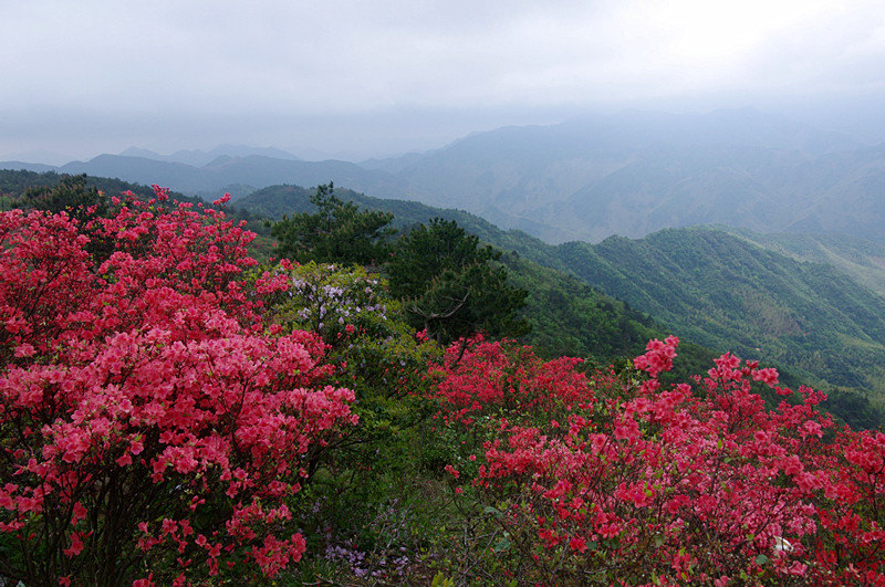 花儿为什么这样红——浙江遂昌南尖岩国际摄影基地,高坪乡万亩杜鹃