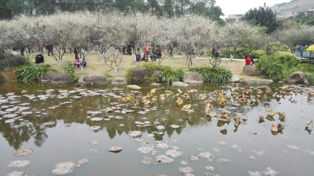 【携程攻略】广州香雪公园适合单独旅行旅游吗,香雪