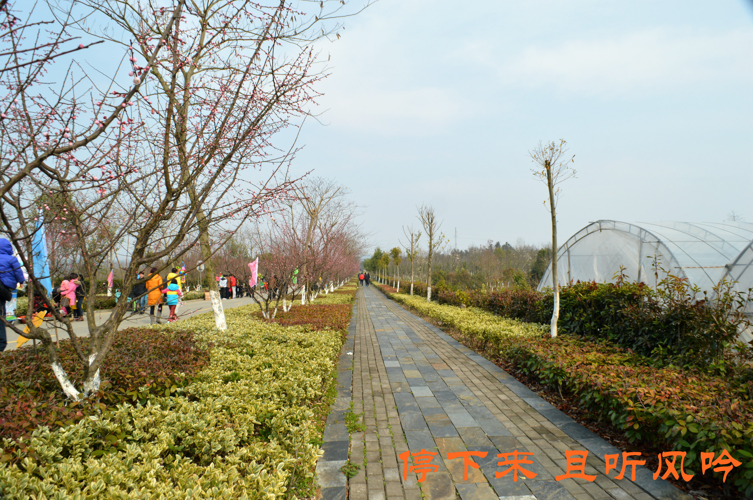 加游站#溧水梅花节——傅家边