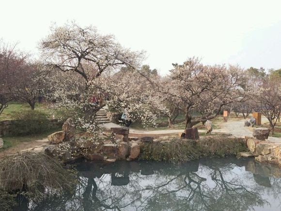 【携程攻略】江苏苏州香雪海好玩吗,江苏香雪海景点样