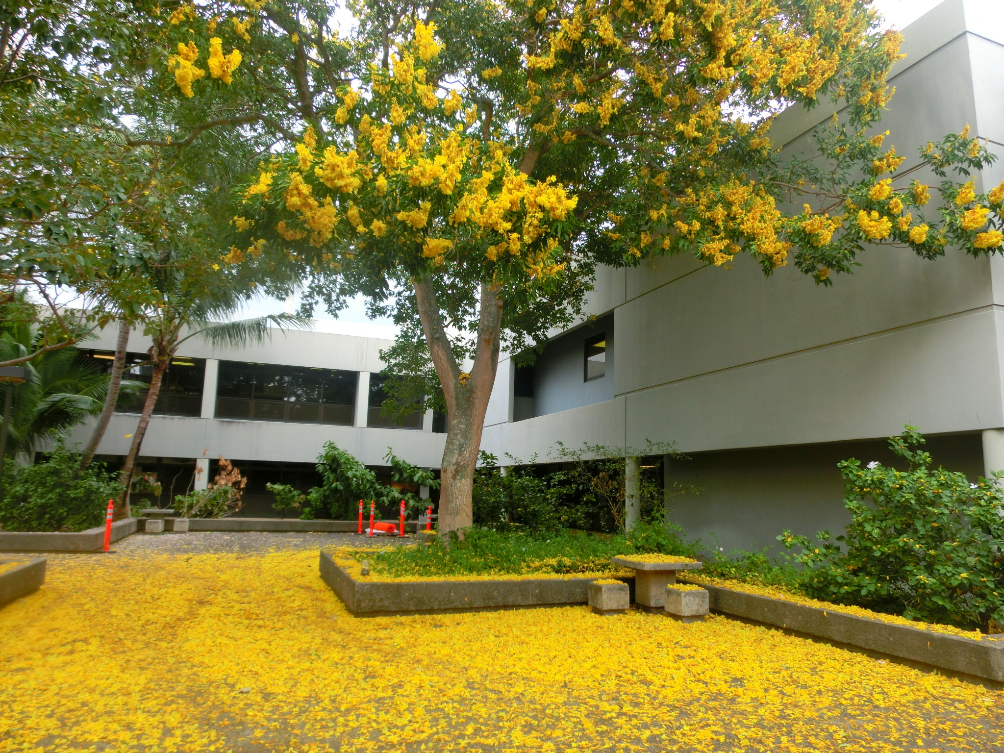 【携程攻略】檀香山夏威夷大学马诺阿分校景点,夏威夷大学,每到一个