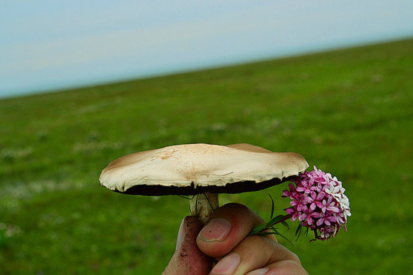 大蘑菇和狼毒花
