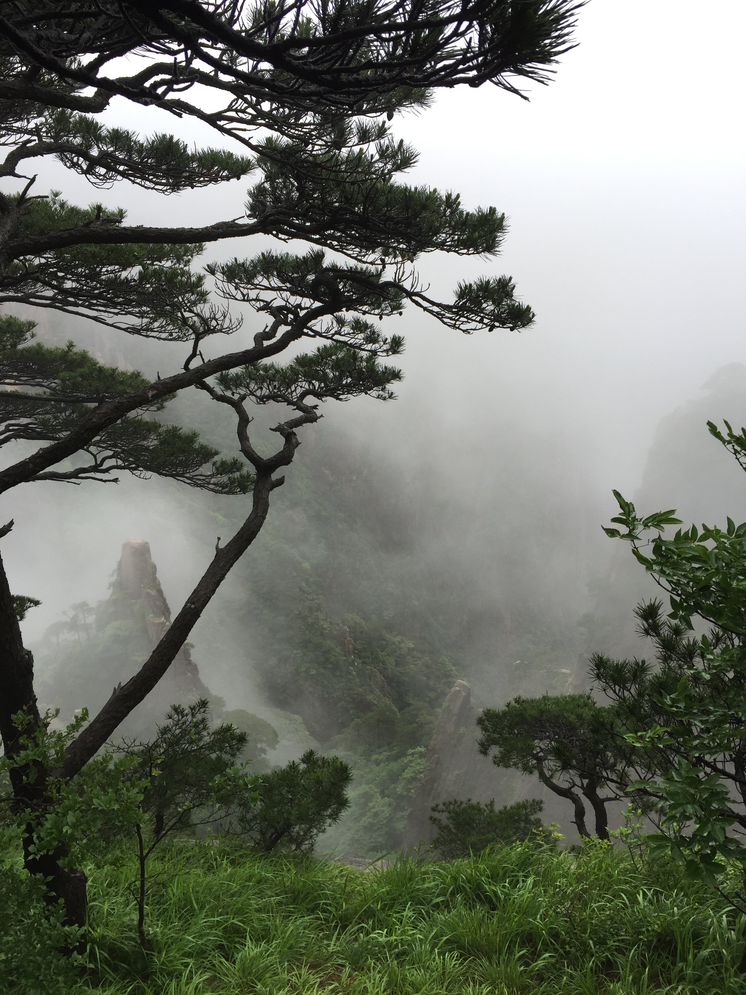 壁纸 风景 树松 松树 1024_1365 竖版 竖屏 手机