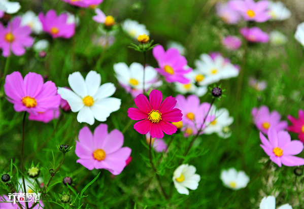 波斯菊特写