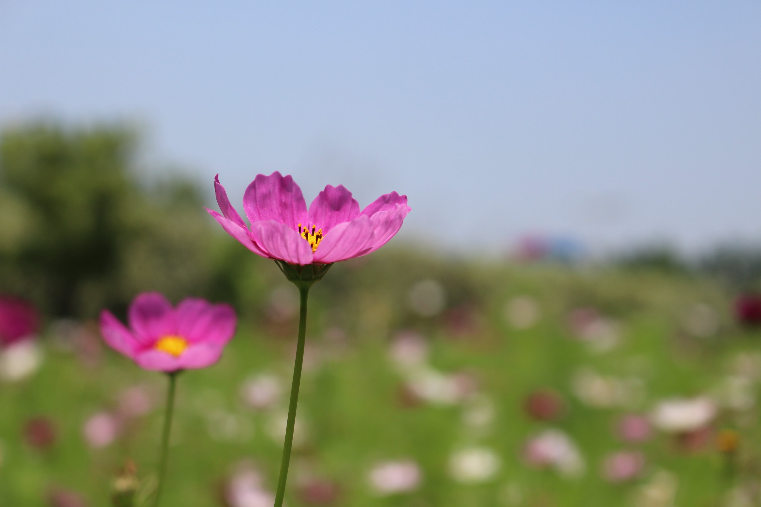 格桑花开