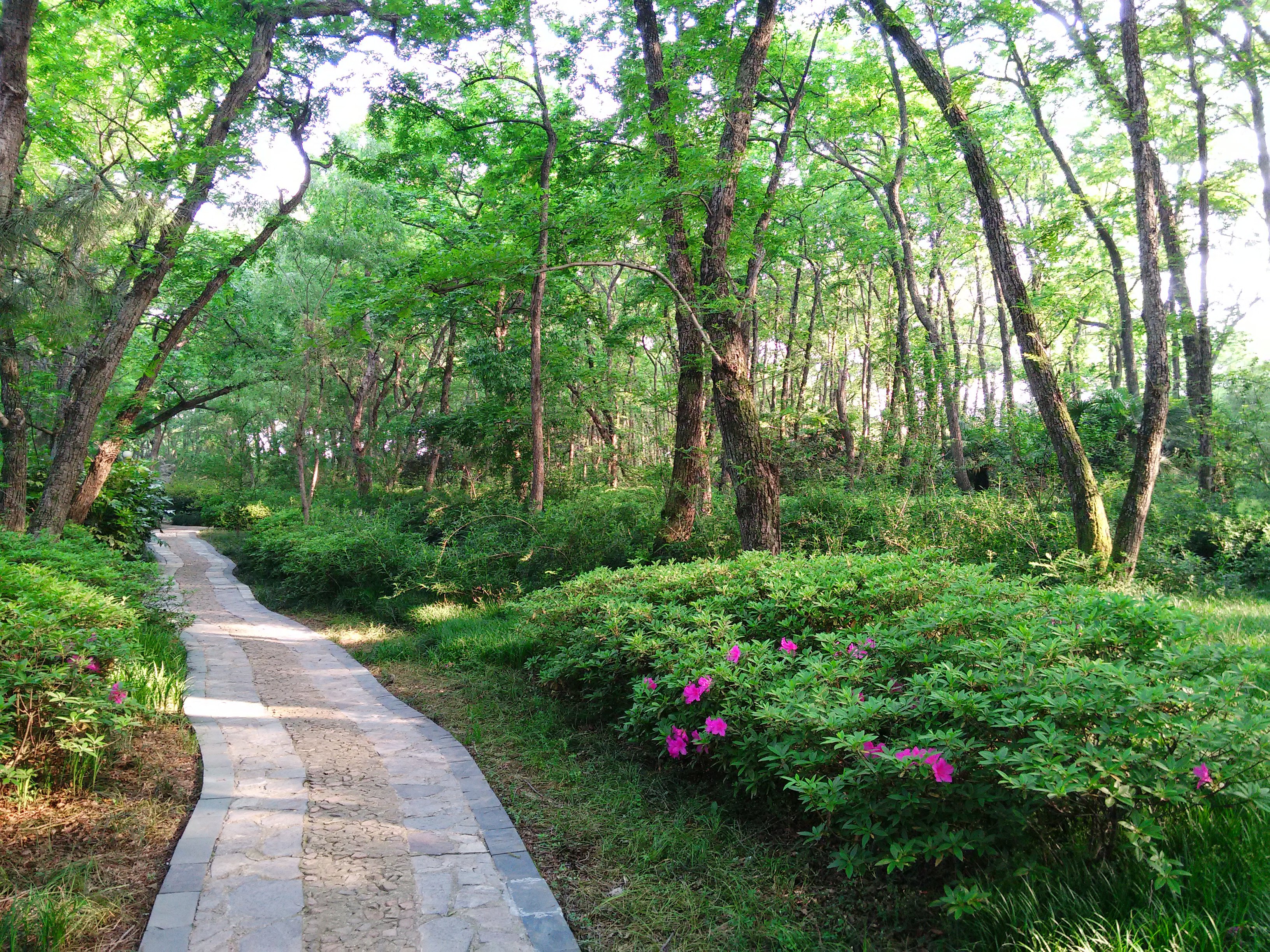 金孔雀相思林风景区 金孔雀相思林风景区 金孔雀相思林风景区