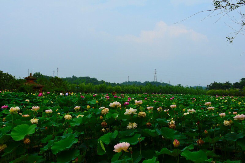 湘潭盘龙大观园,只为荷花来