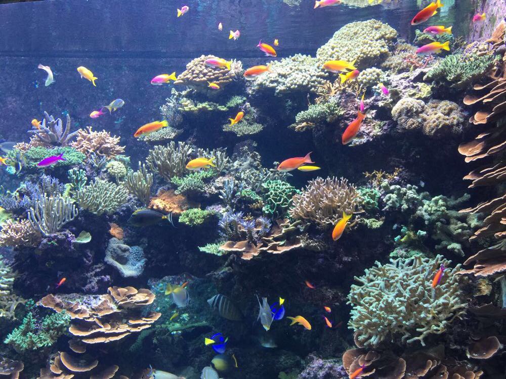 壁纸 海底 海底世界 海洋馆 水族馆 1000_750