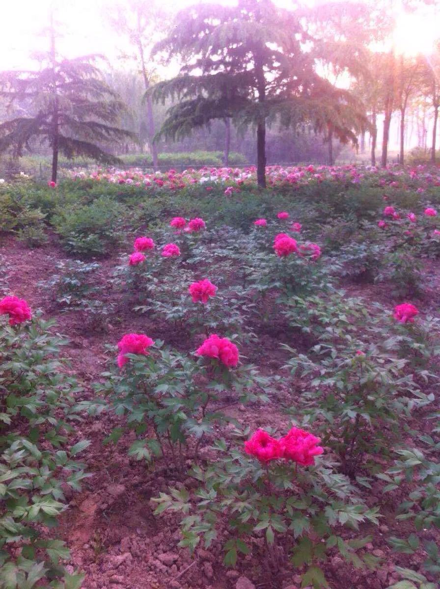 2019曹州百花园_旅游攻略_门票_地址_游记点评,菏泽