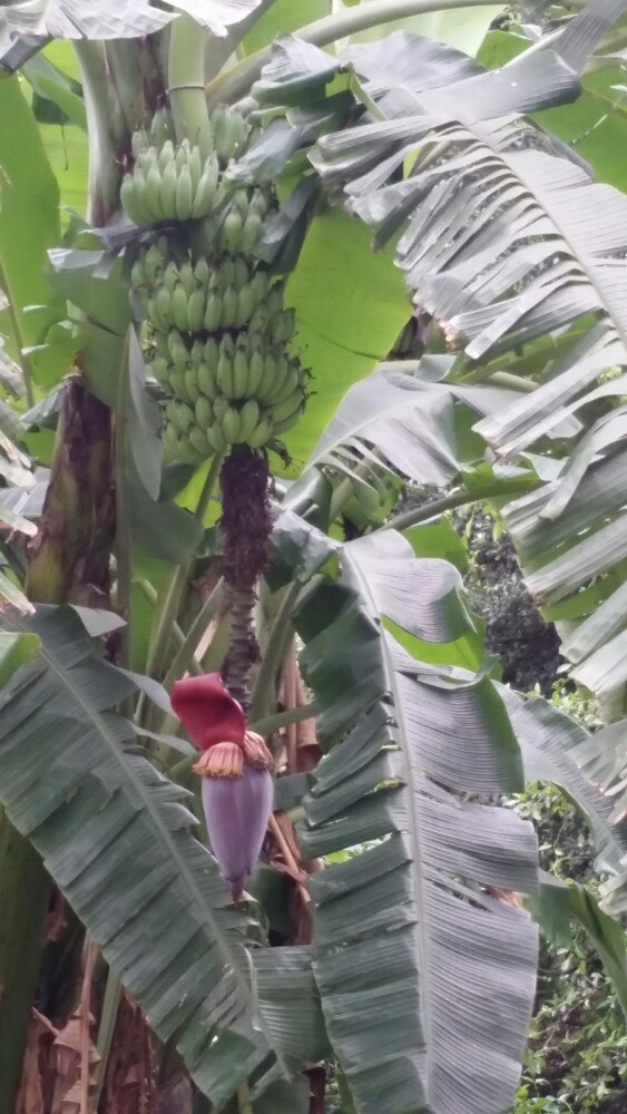 香蕉树的四季变化是什么- _汇潮装饰网