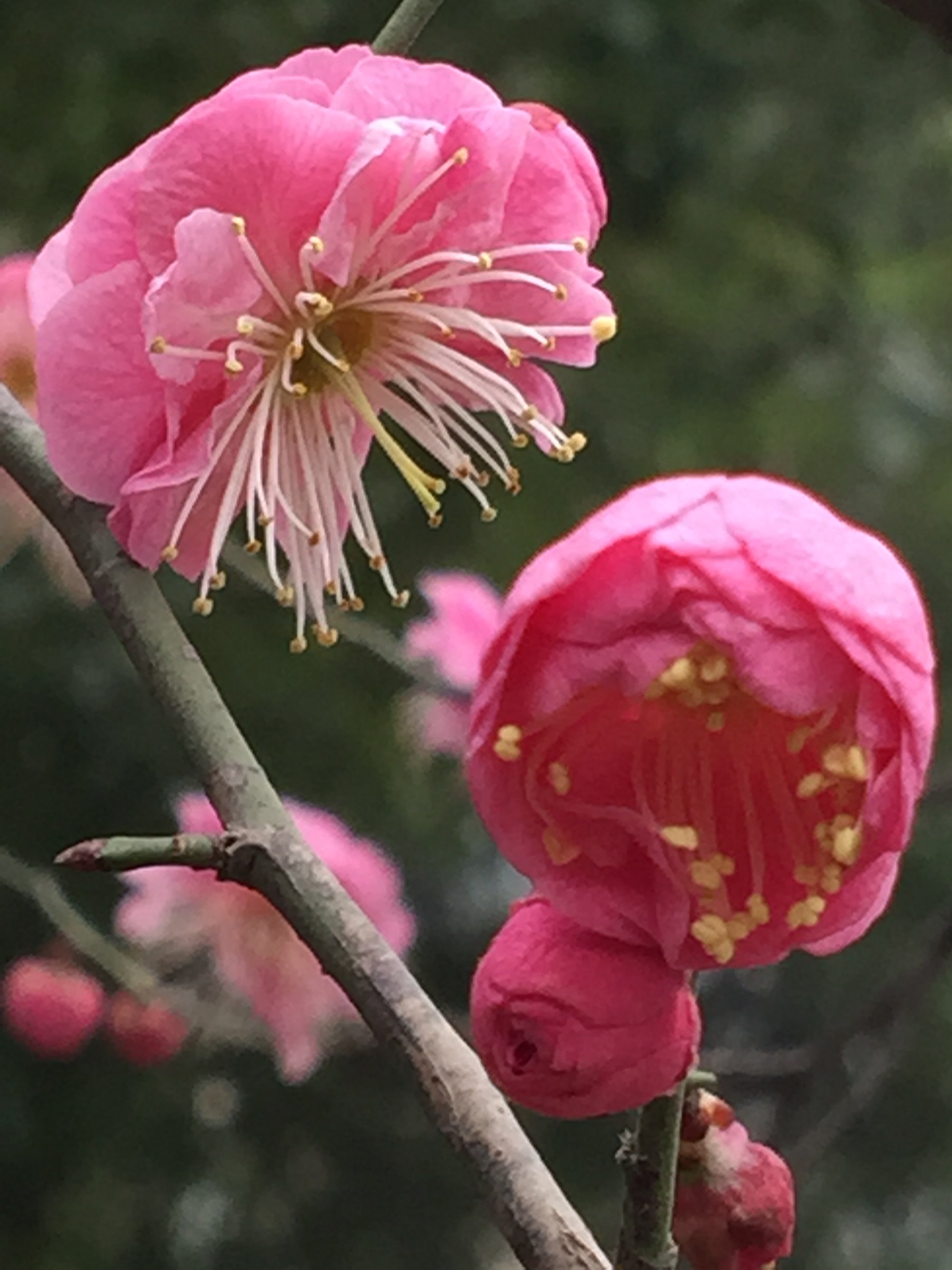 南京的市花有多美-梅花告诉你