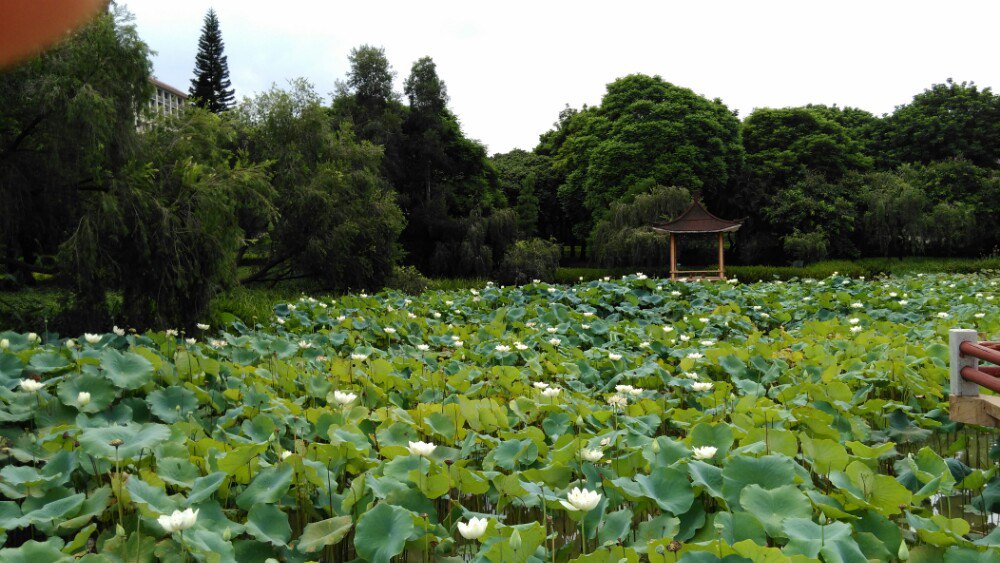 【携程攻略】中山紫马岭公园景点,夏日的紫马岭公园荷花池,含苞待放的