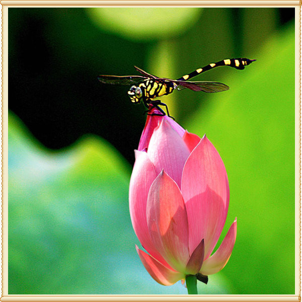 而那调皮的蜻蜓,扇动着翅膀,从那朵花飞到另一朵花,与荷花快乐地嬉戏