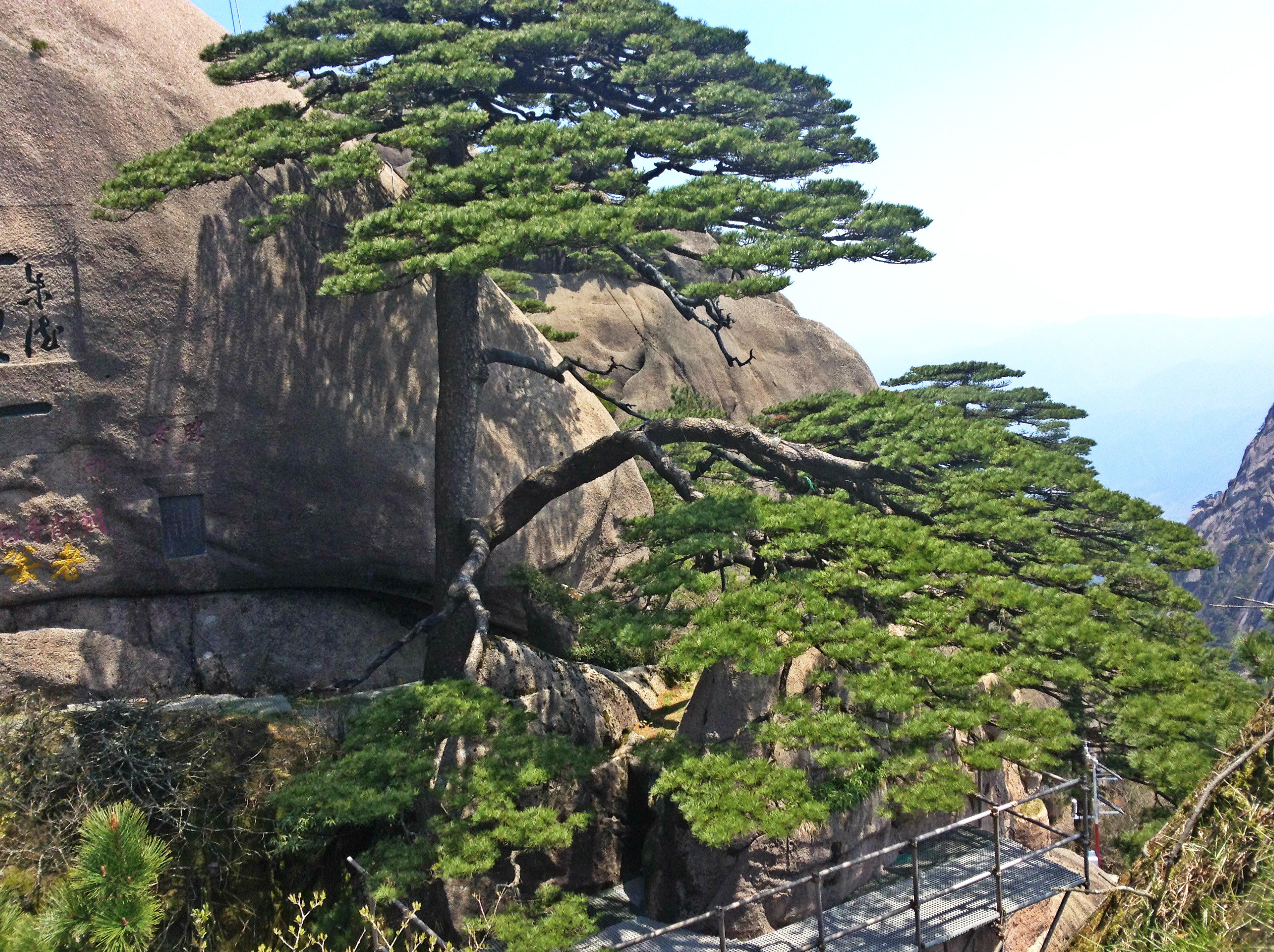 迎客松                                               黄山风景