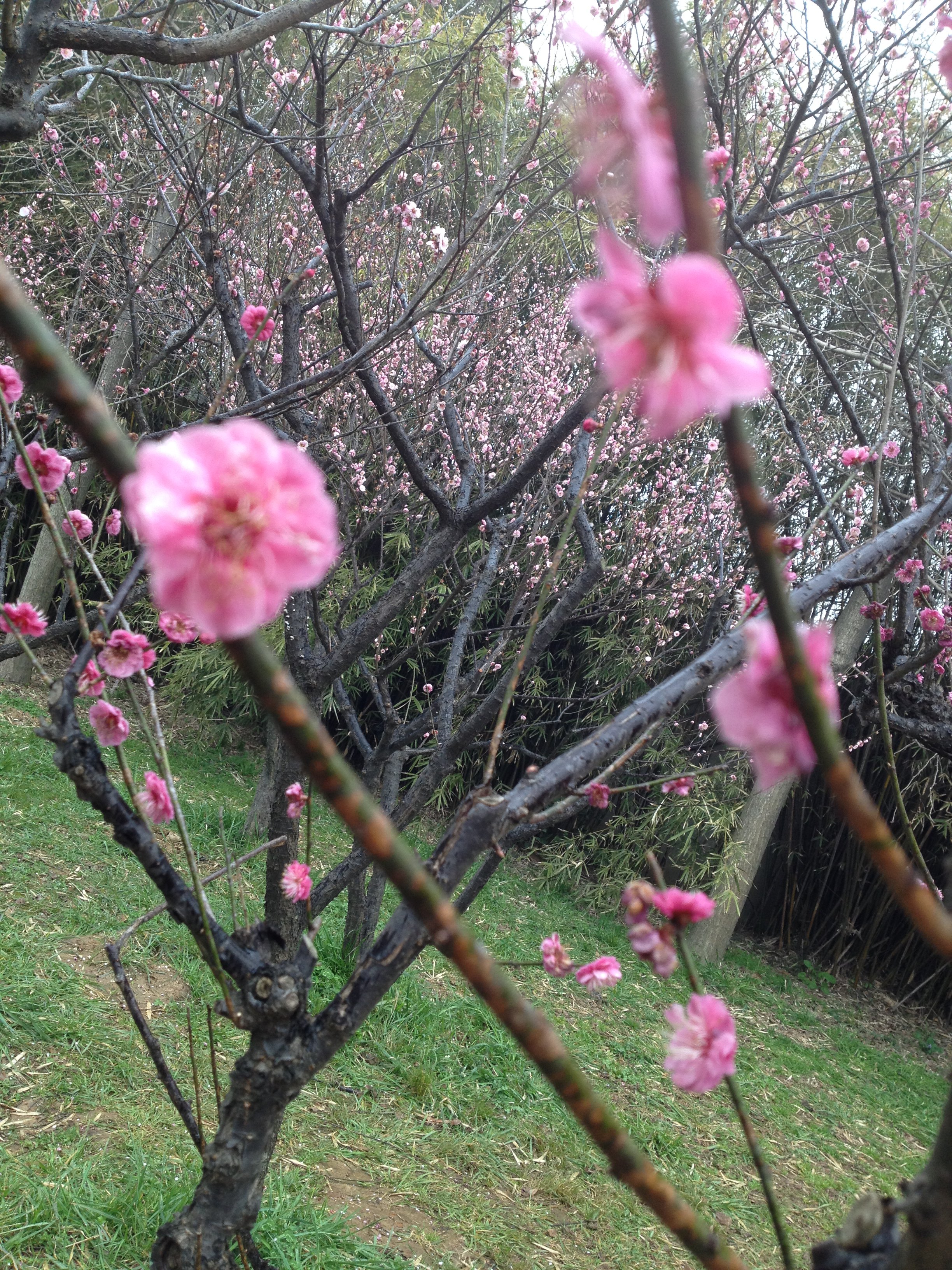 梅花都落在伞上～很浪漫的说