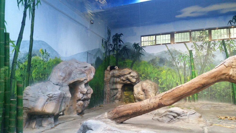 长隆第二天:野生动物园一日游。建议路线:广州地铁3号线汉溪长隆站A出口,过天桥搭乘接驳车至野生动物园南门。同车站换乘接驳车至野生动物园北门入园。(因为车游区就在北门)游览的小火车要做右侧,相比左侧右侧看到的动物更多。猛兽区会有工作人员看到车来了就投喂。小火车全程有专业讲解介绍动物。与上海野生动物园不同的是,动物并不是全放养的状态,猛兽都是圈在一定区域里,所以乘坐的是小火车而不是全封闭的旅行车。车游结束建议先玩车游区旁边的侏罗纪森林--雨林仙踪--金蛇秘境。这一圈玩好大家就看好表演时间,时间足够就先白虎跳水