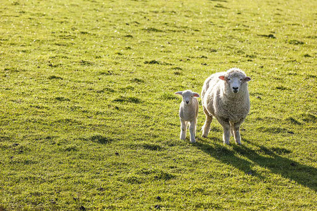 阳光洒在草上闪着光,大羊带着小羊散着步