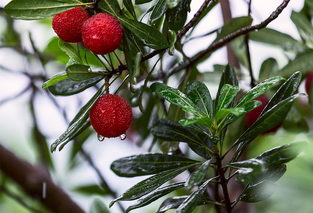 梅雨时节,又见江南梅子红