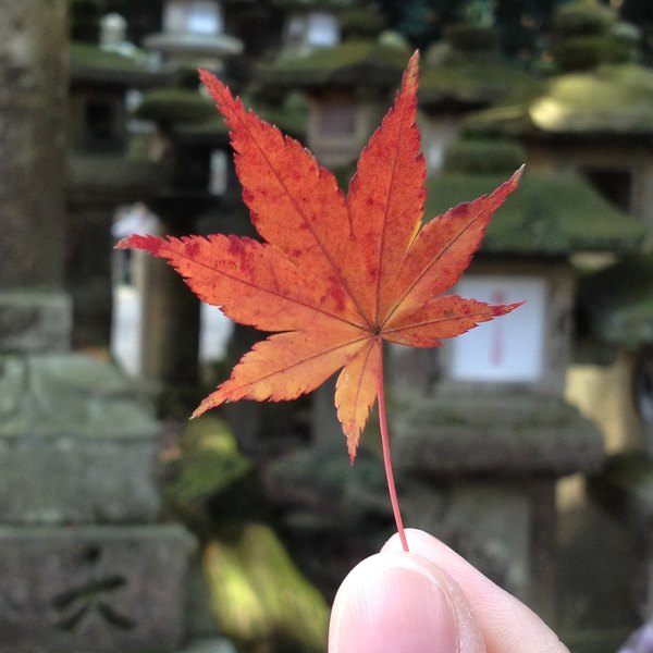 地上随意捡起一片落下的枫叶也是美美嗒!