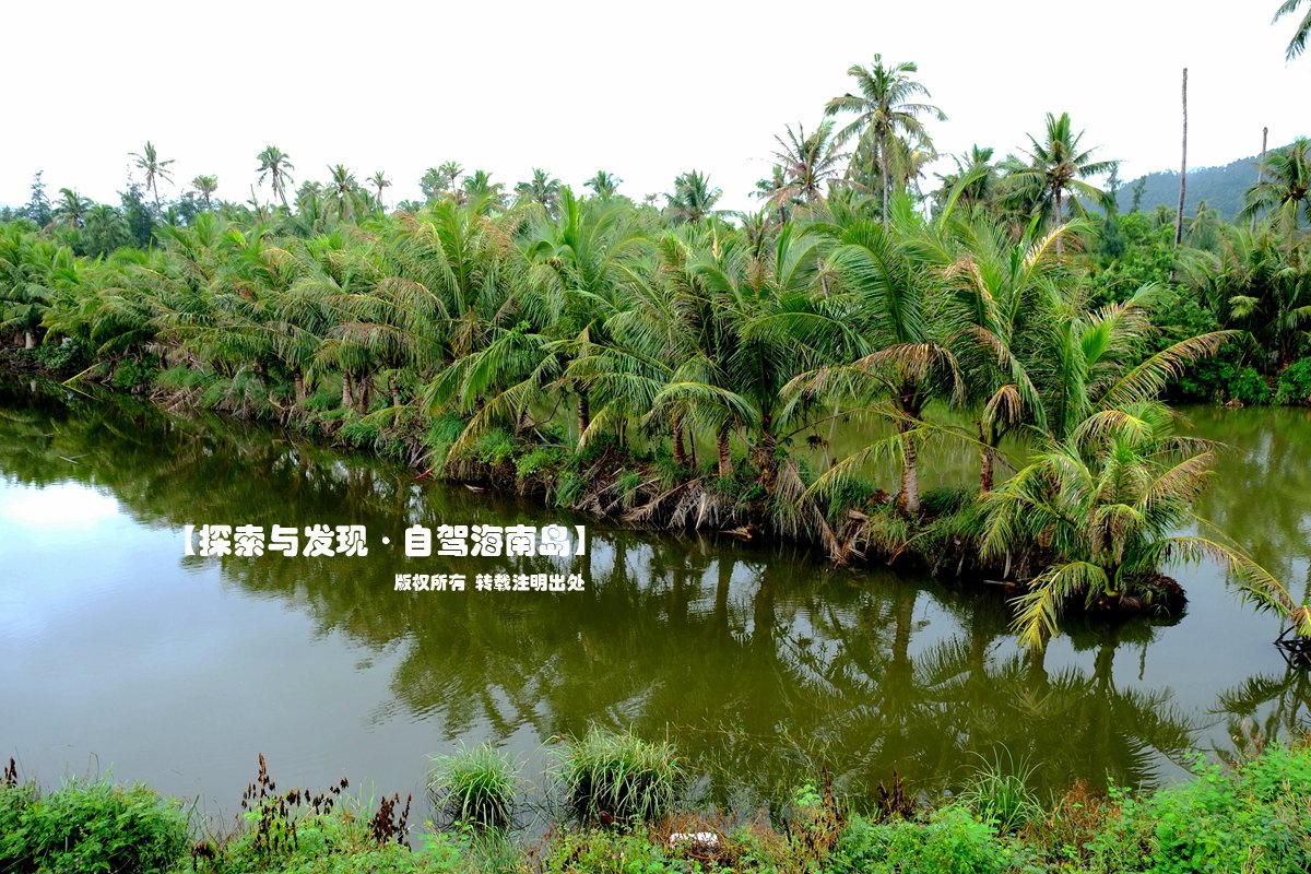 椰子岛所在的这个村是陵水县椰林乡排溪村.