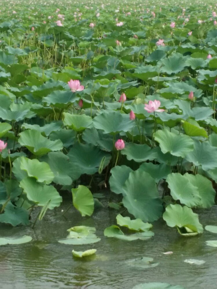 微山湖红荷湿地景区