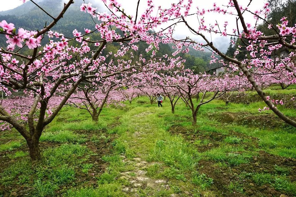 南平溪源庵赏桃花