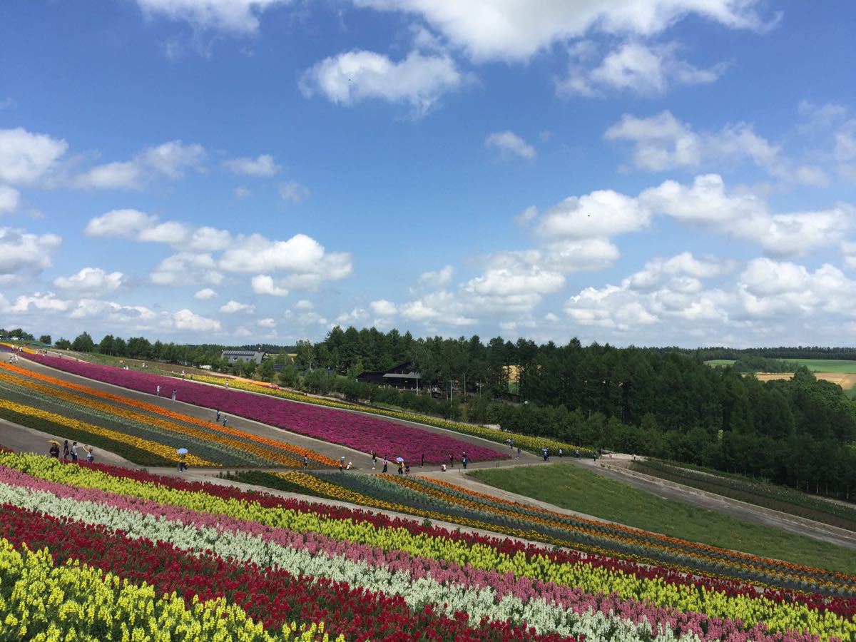 2019富田农场_旅游攻略_门票_地址_游记点评,富良野旅游景点推荐 去