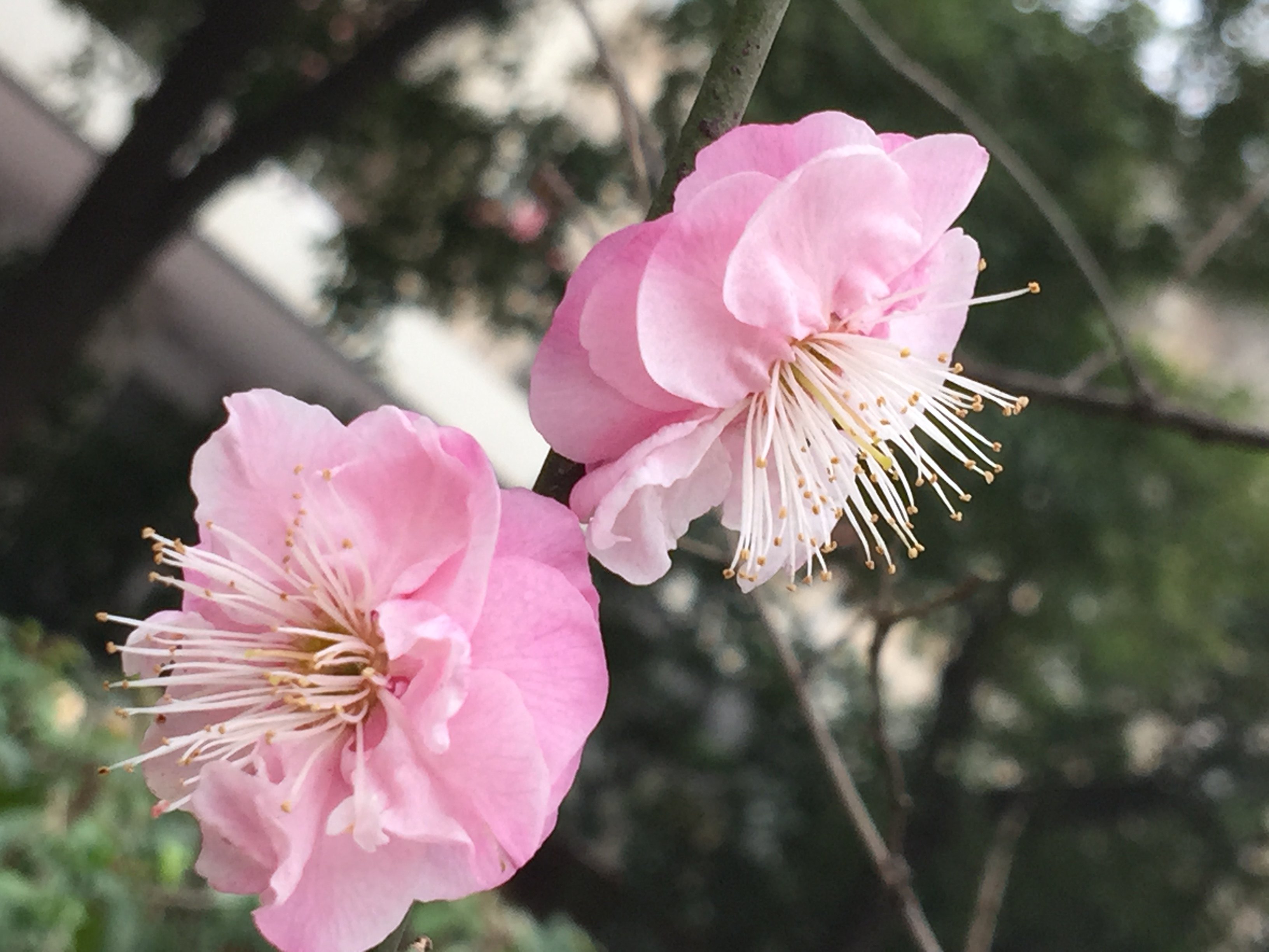 南京的市花有多美-梅花告诉你