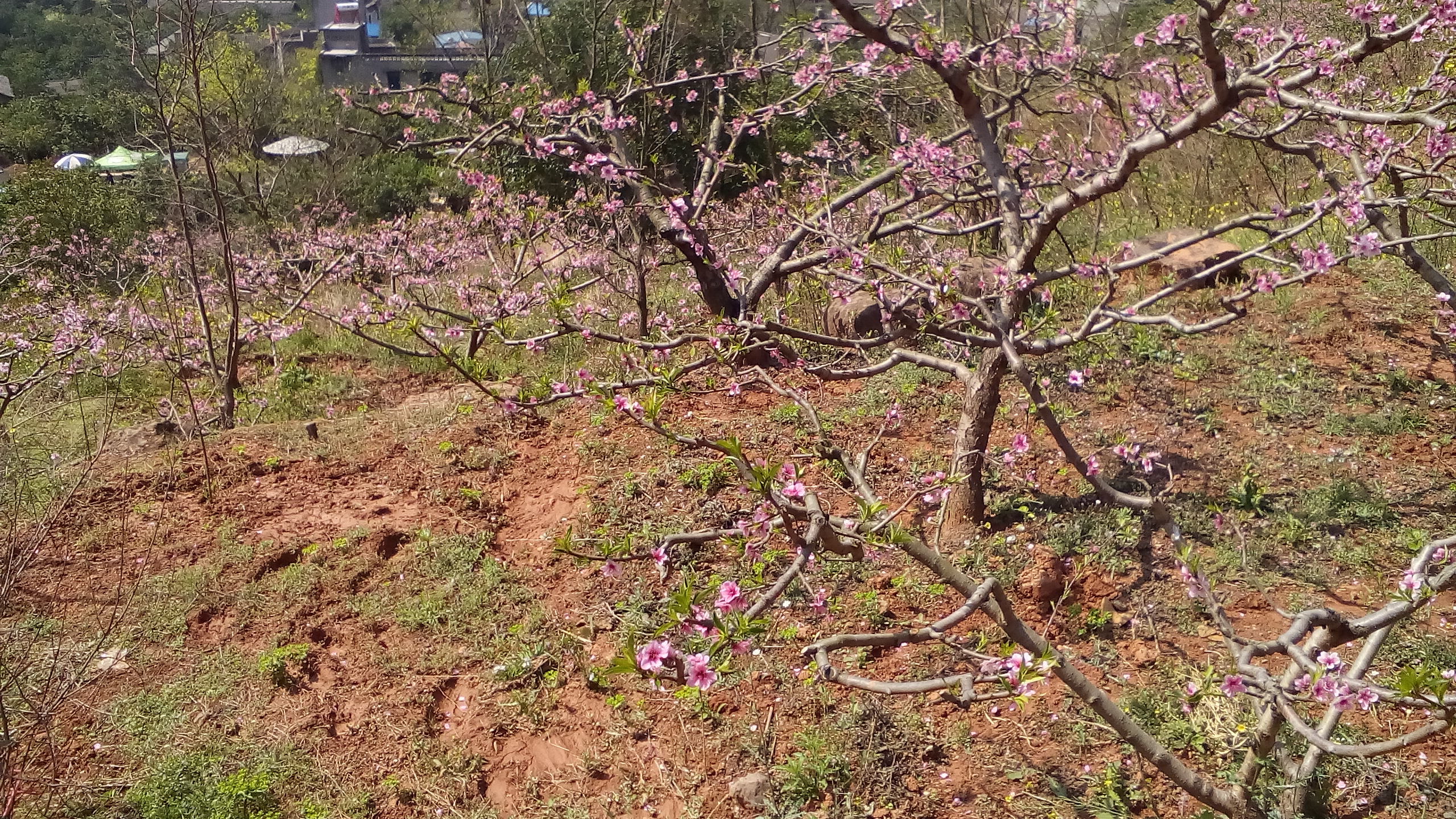 松林桃花